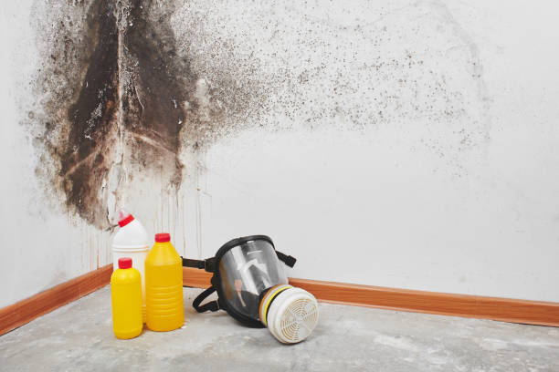 Best Mold Removal Process  in Astatula, FL