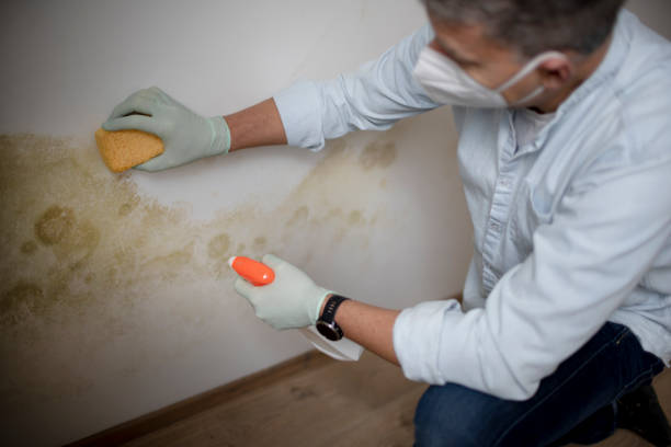 Professional Mold Removal in Astatula, FL