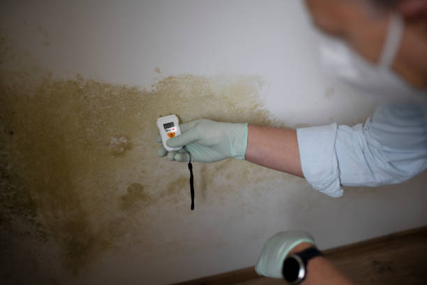 Mold Removal Process in Astatula, FL