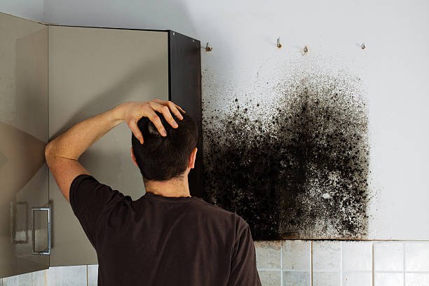 Home Mold Removal in Astatula, FL